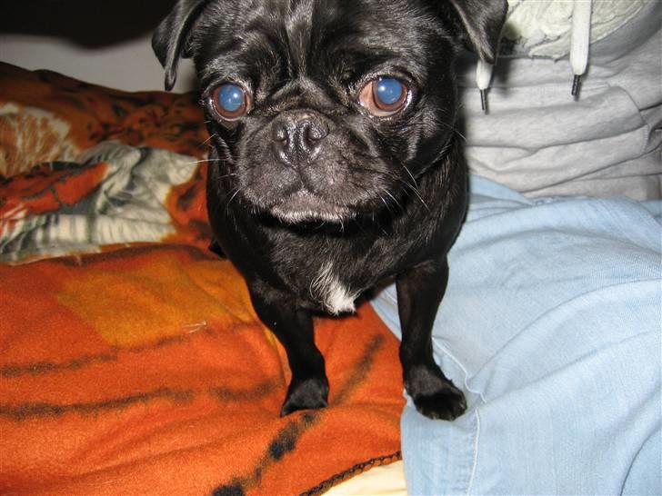 Mops emma *himmelhund* billede 17