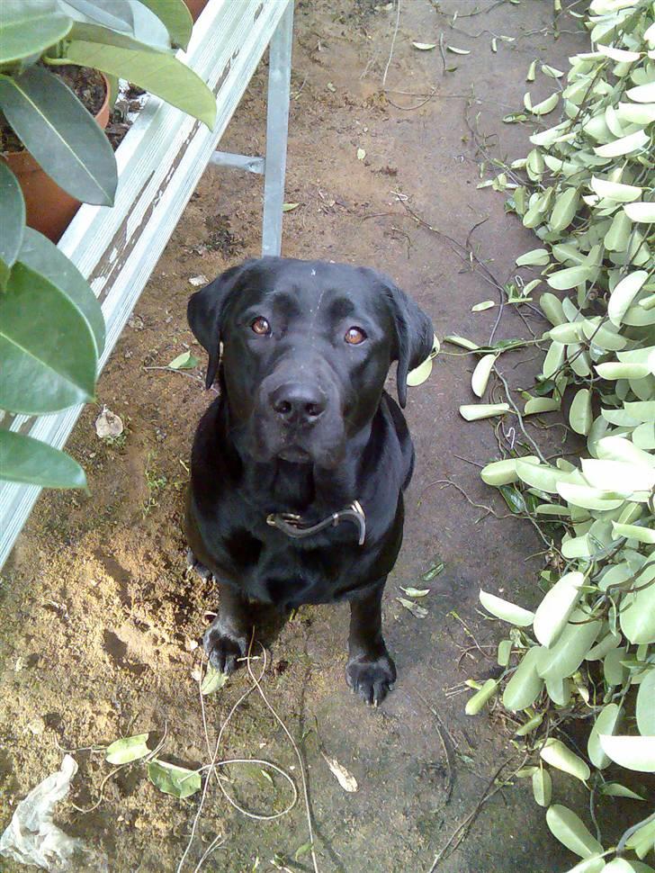 Labrador retriever Donna - Donna på tur i gartneriet(: billede 12