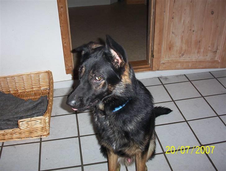 Schæferhund Rico - her er Rico på hans 1 års dag. billede 1