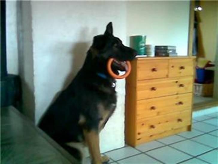 Schæferhund Rico - Rico og hans elskede legetøj. billede 2