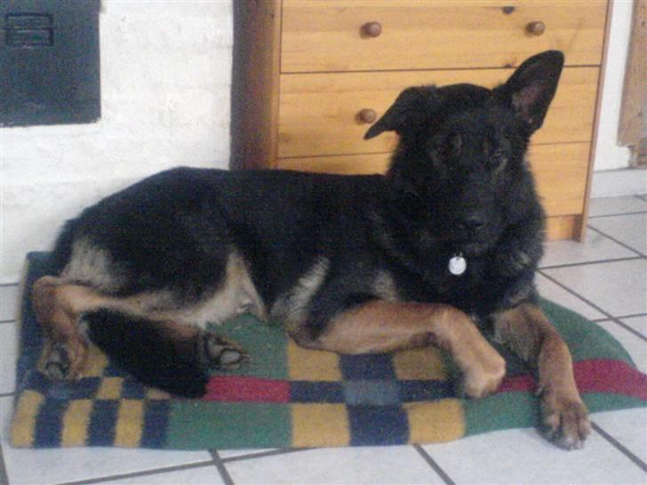 Schæferhund Rico - Her er vores dejlige dreng . billede 5