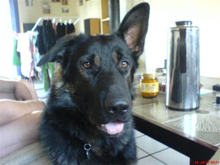 Schæferhund Rico - Rico rækker altid tunge. billede 6