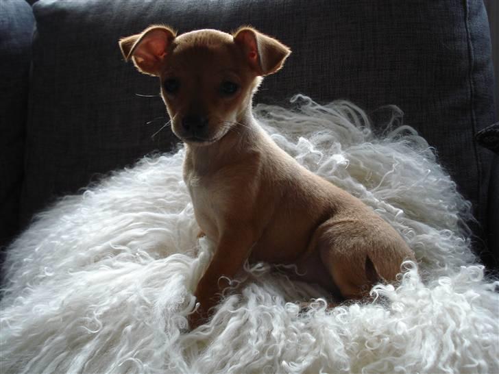 Blanding af racer Balina billede 1