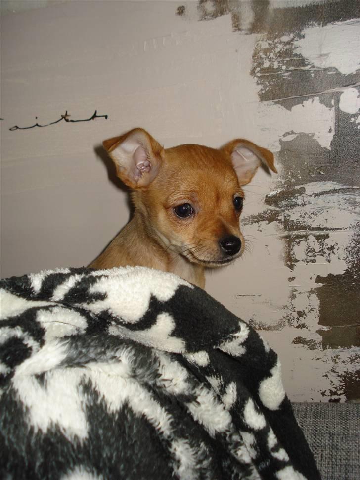 Blanding af racer Balina billede 2