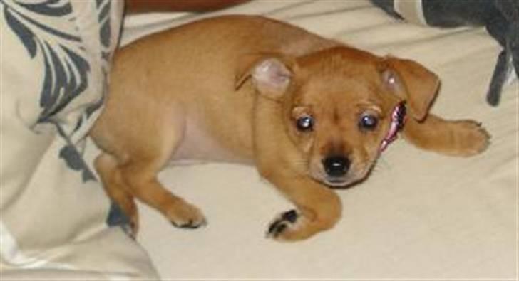 Blanding af racer Balina billede 3