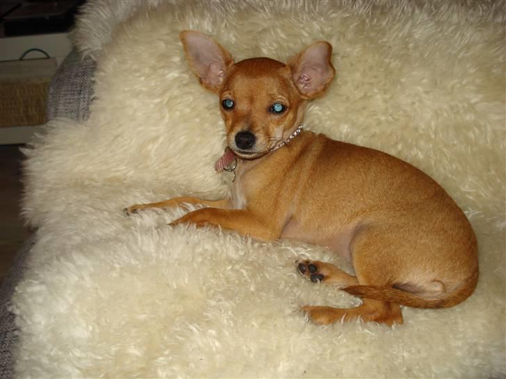 Blanding af racer Balina billede 4