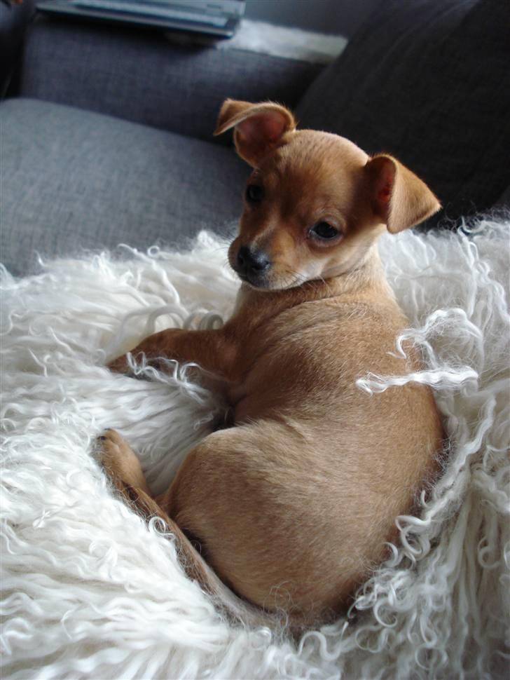 Blanding af racer Balina billede 5