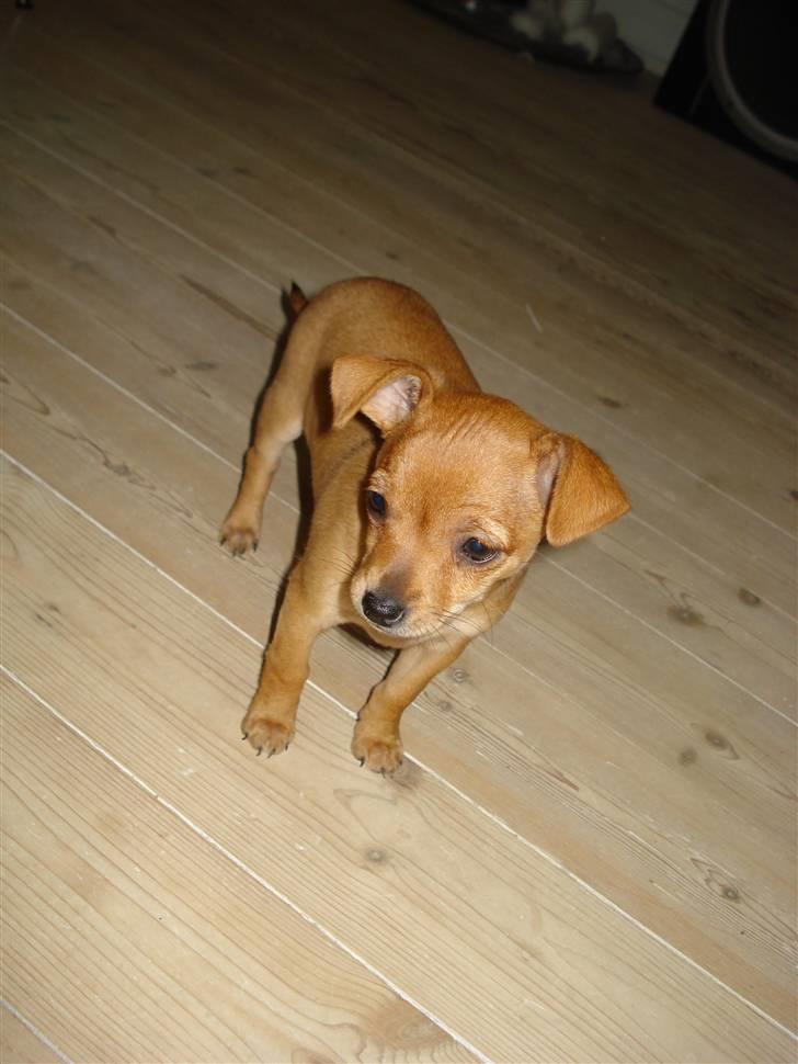 Blanding af racer Balina billede 6