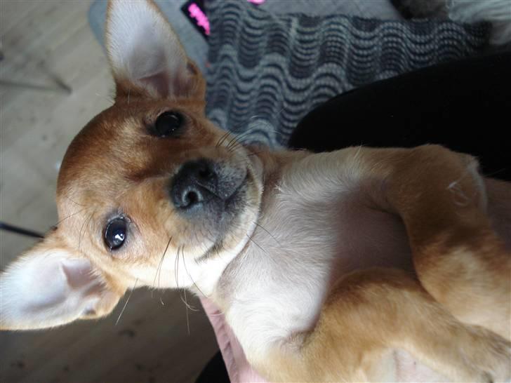 Blanding af racer Balina billede 7