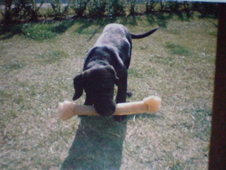 Labrador retriever Max    R.I.P  - max billede 16