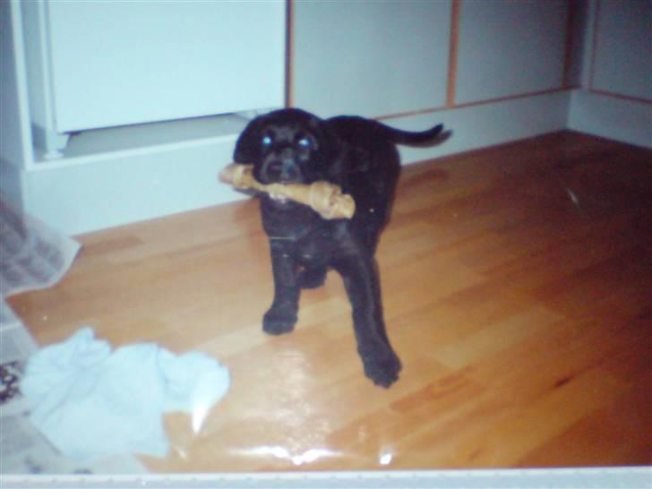 Labrador retriever Max    R.I.P  - Max spiser kødben billede 17