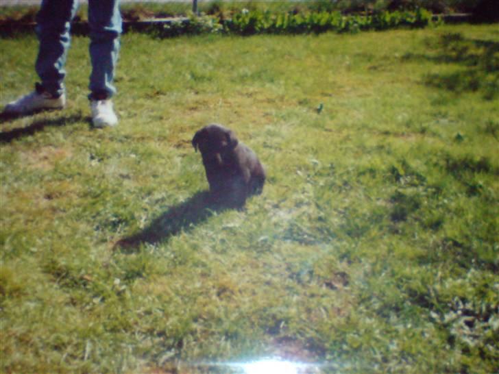 Labrador retriever Max    R.I.P  - Max som lille billede 18