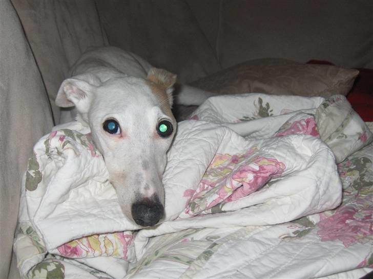 Whippet Bonzo (Himmelhund) - sofahygge billede 8