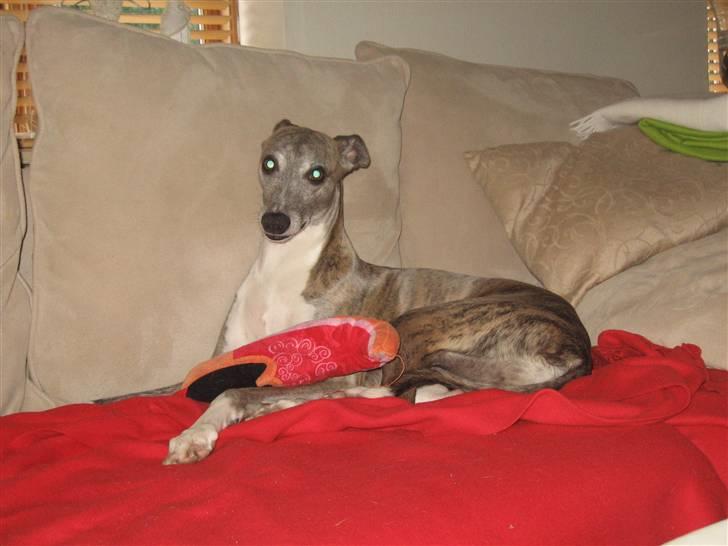Whippet Viggo (Himmelhund) - sofahygge med yndlings"missen" billede 16