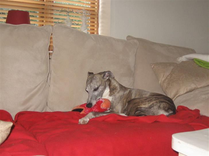 Whippet Viggo (Himmelhund) - hygge billede 17