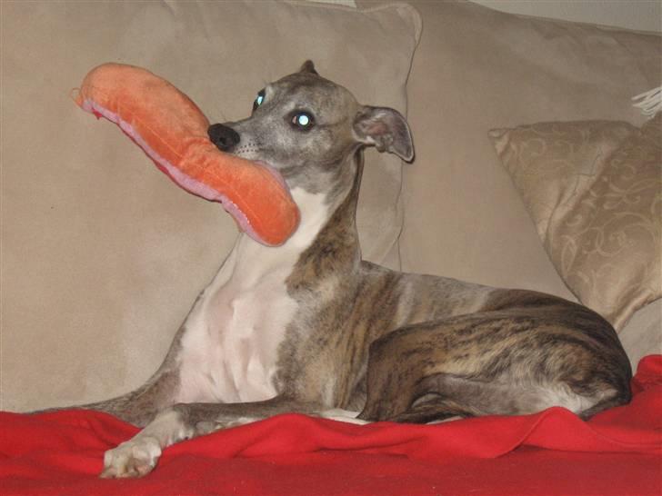 Whippet Viggo (Himmelhund) - viggo hygger billede 18