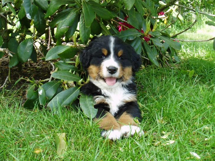 Berner sennenhund Tyson - Tysons søn "Oscar". hygger sig under rhododendronen billede 20