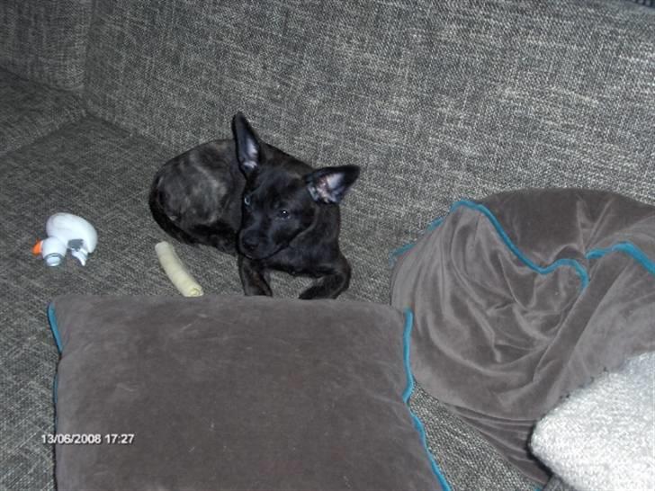 Blanding af racer Liva billede 15