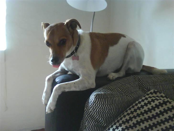 Dansk svensk gaardhund Angel billede 10