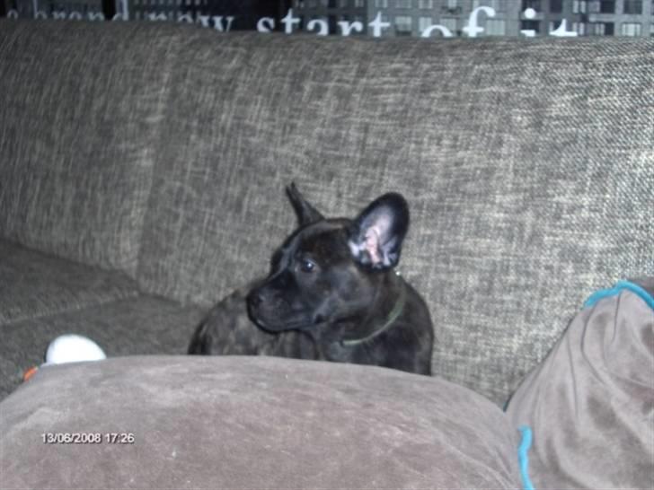 Blanding af racer Liva billede 16