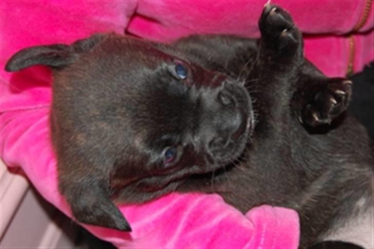 Blanding af racer Liva billede 17