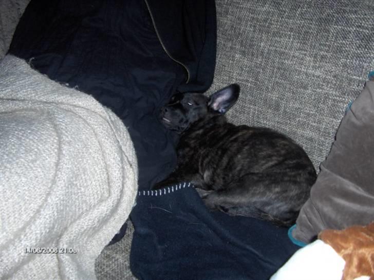 Blanding af racer Liva billede 18