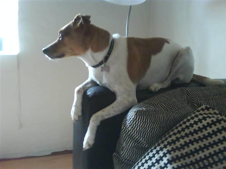 Dansk svensk gaardhund Angel - Holder udkig ud til vejen..  billede 11