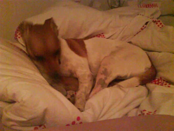 Dansk svensk gaardhund Angel - Her sover ANgel om natten - i mors seng :D billede 12