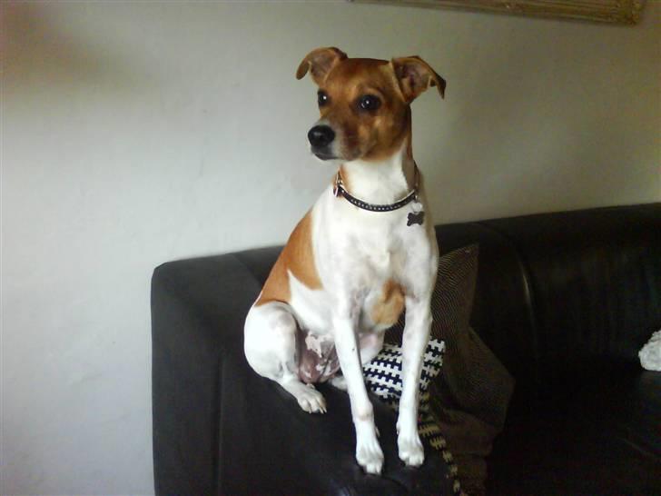 Dansk svensk gaardhund Angel billede 13