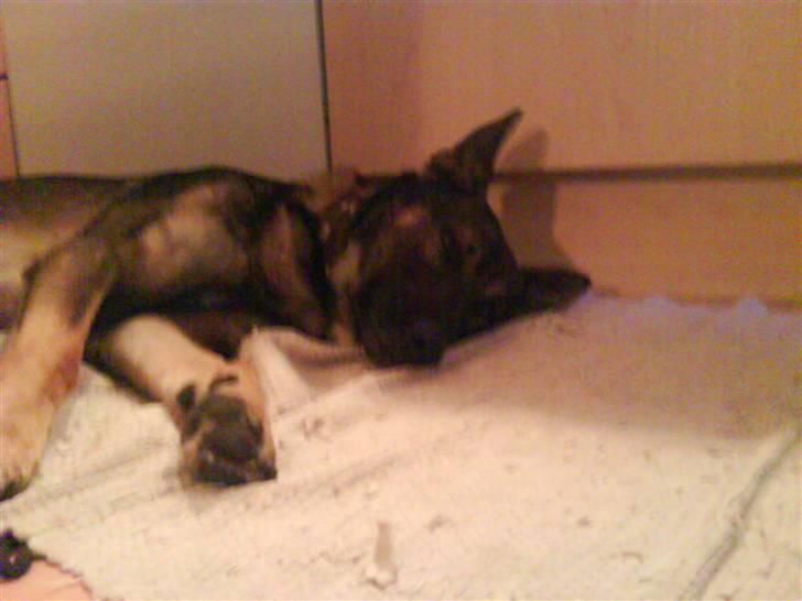 Schæferhund Zacho billede 6