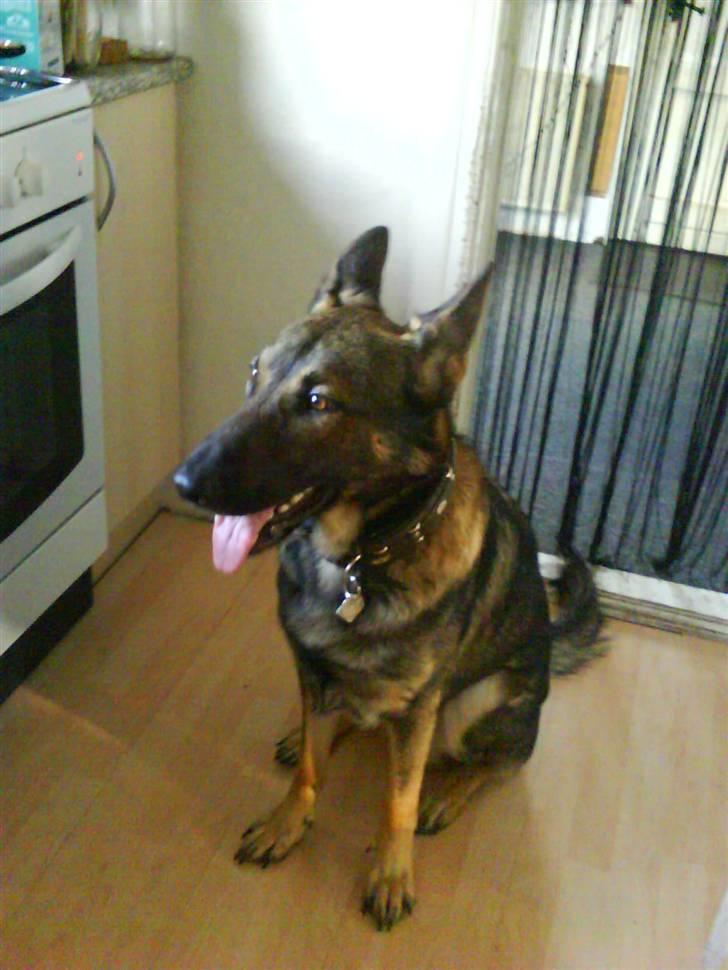 Schæferhund Zacho billede 7