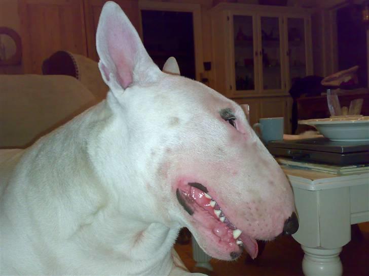Bullterrier Balder+++R.I.P.+++ billede 1