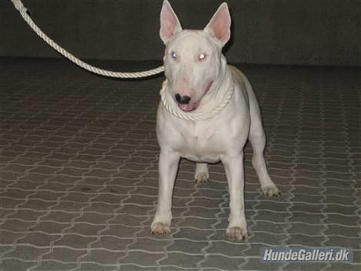 Bullterrier Balder+++R.I.P.+++ billede 2