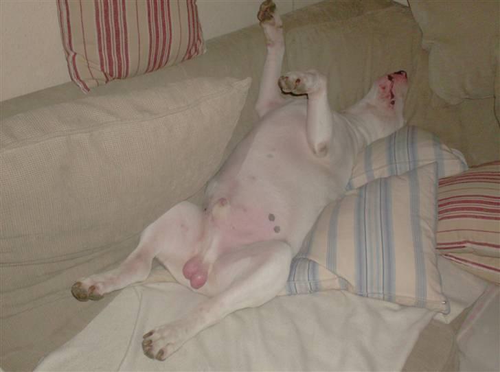 Bullterrier Balder+++R.I.P.+++ - Helst med stængerne i vejret billede 3