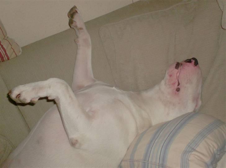 Bullterrier Balder+++R.I.P.+++ billede 4