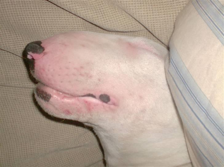 Bullterrier Balder+++R.I.P.+++ billede 5