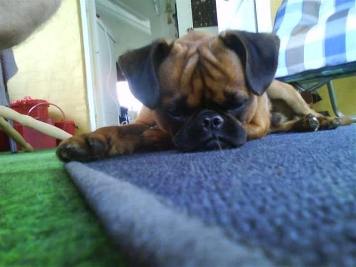 Griffon petit brabancon mingus billede 12