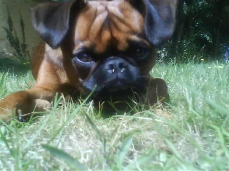 Griffon petit brabancon mingus billede 13