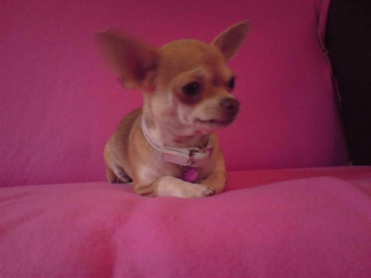 Chihuahua Solajma billede 7