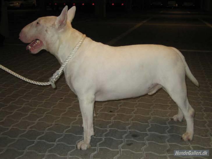 Bullterrier Balder+++R.I.P.+++ billede 6