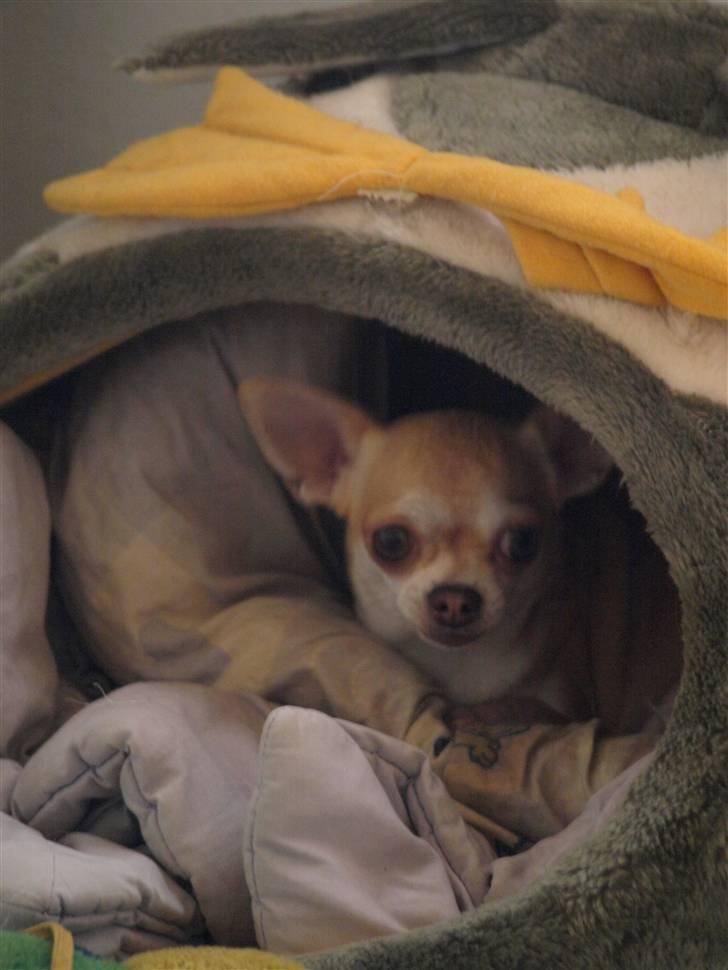 Chihuahua Solajma - * Nyt * billede 10