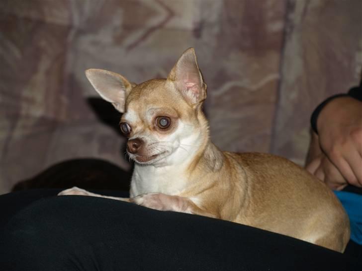 Chihuahua Solajma - * Nyt * billede 11