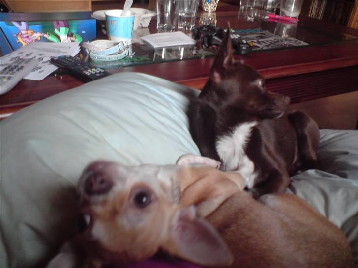 Chihuahua Solajma billede 12