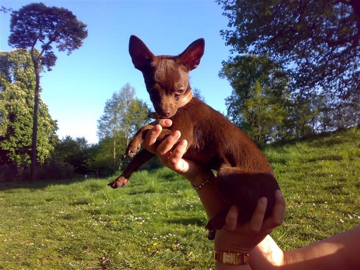 Chihuahua Lucky . billede 15