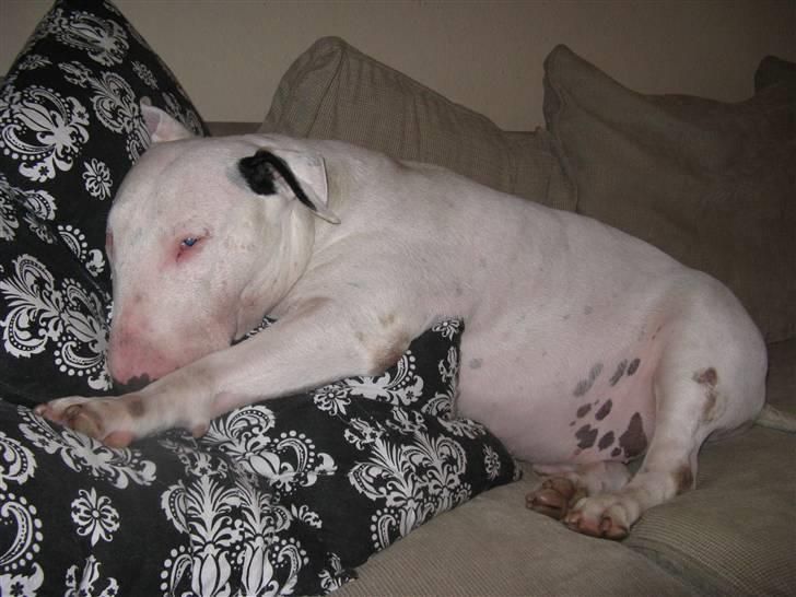 Bullterrier Thor +++R.I.P.+++ billede 10