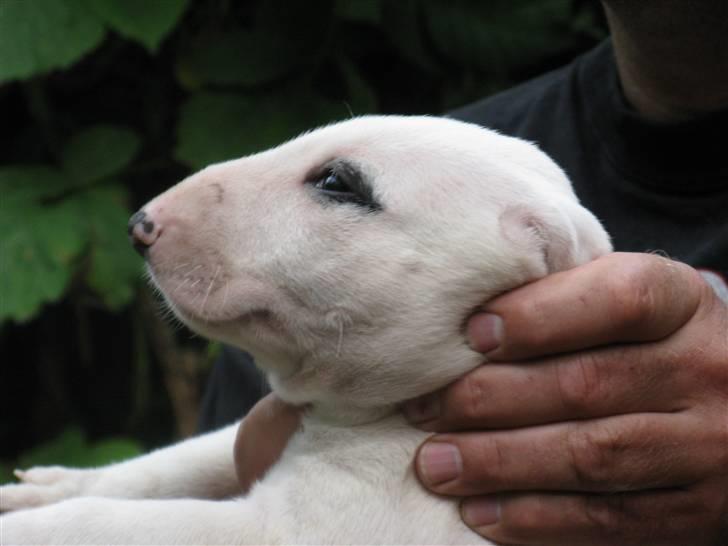 Bullterrier Sonja aka Dina Diamant billede 6