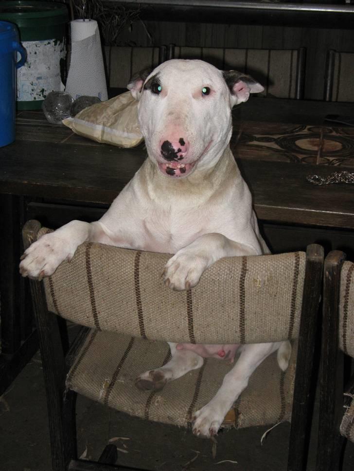 Bullterrier Ester  billede 11