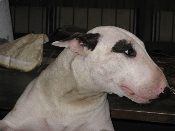 Bullterrier Ester  billede 12