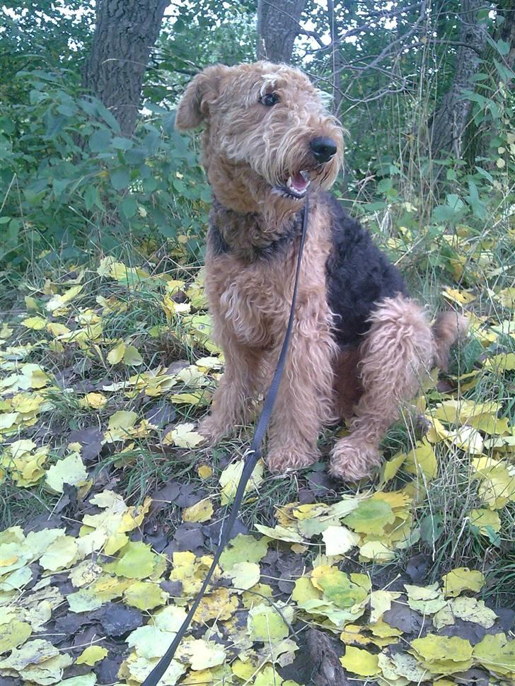 Airedale terrier Molly (plejebarn) billede 7