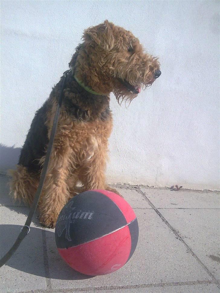 Airedale terrier Molly (plejebarn) billede 8